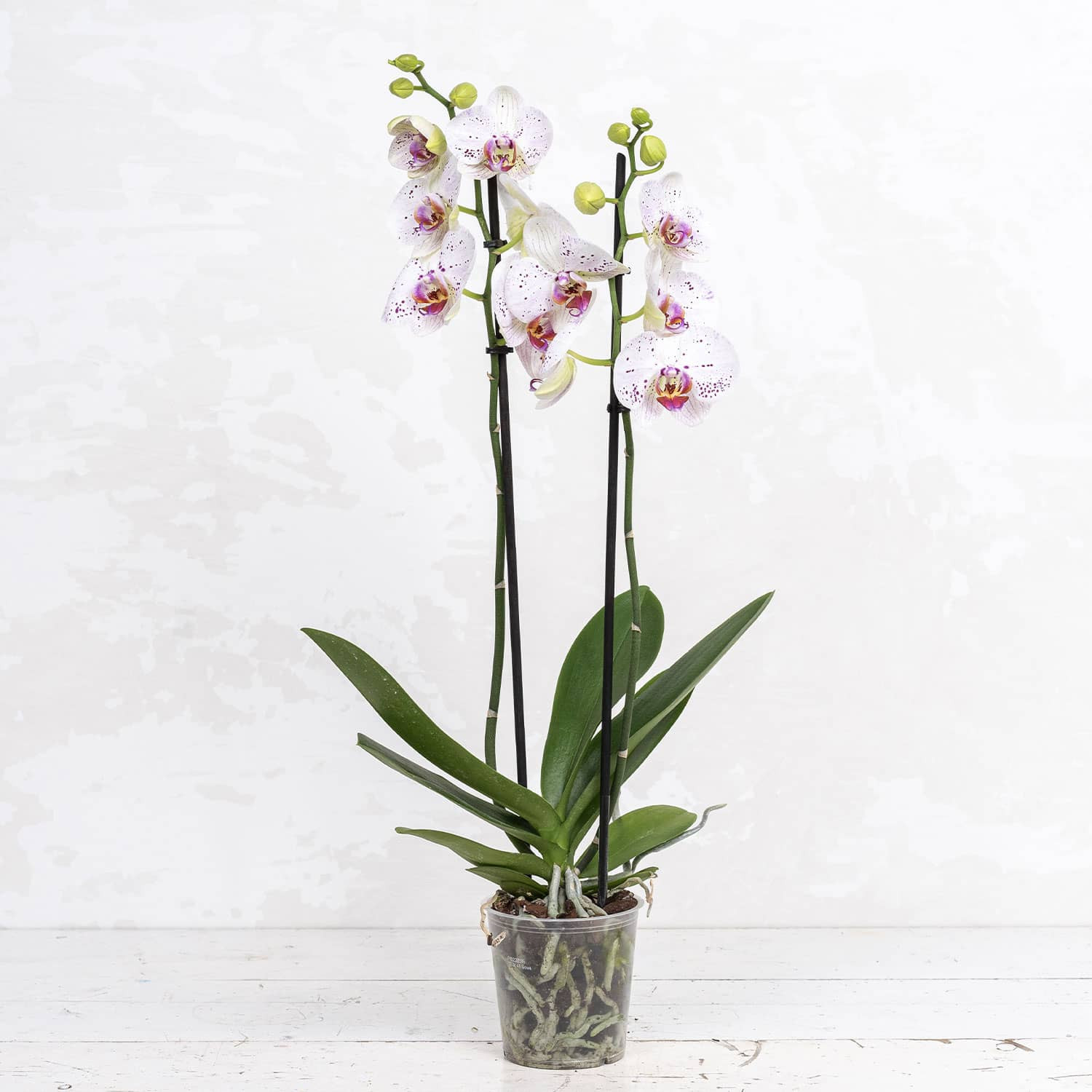 Phalaenopsis Bohemian Orquidea