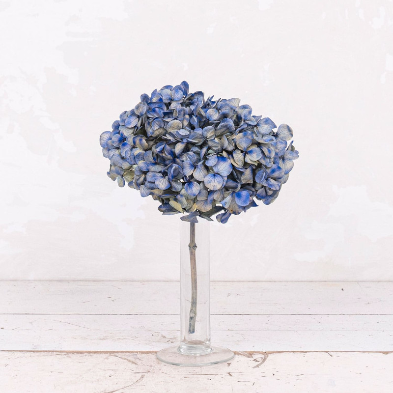 Hortensia Azul Bicolor