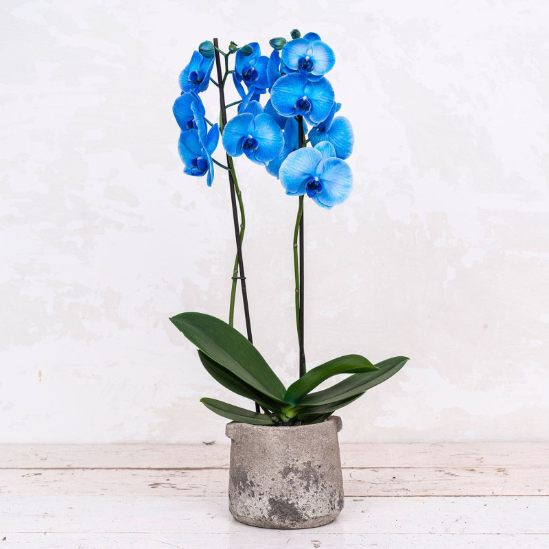 Phalaenopsis Azul Rusticae