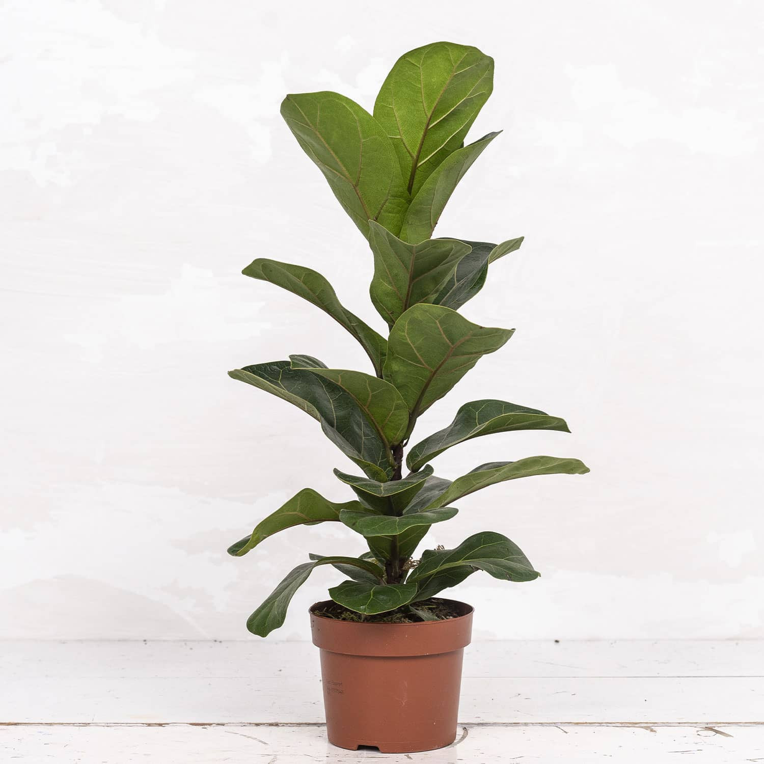Ficus Lyrata Bambino