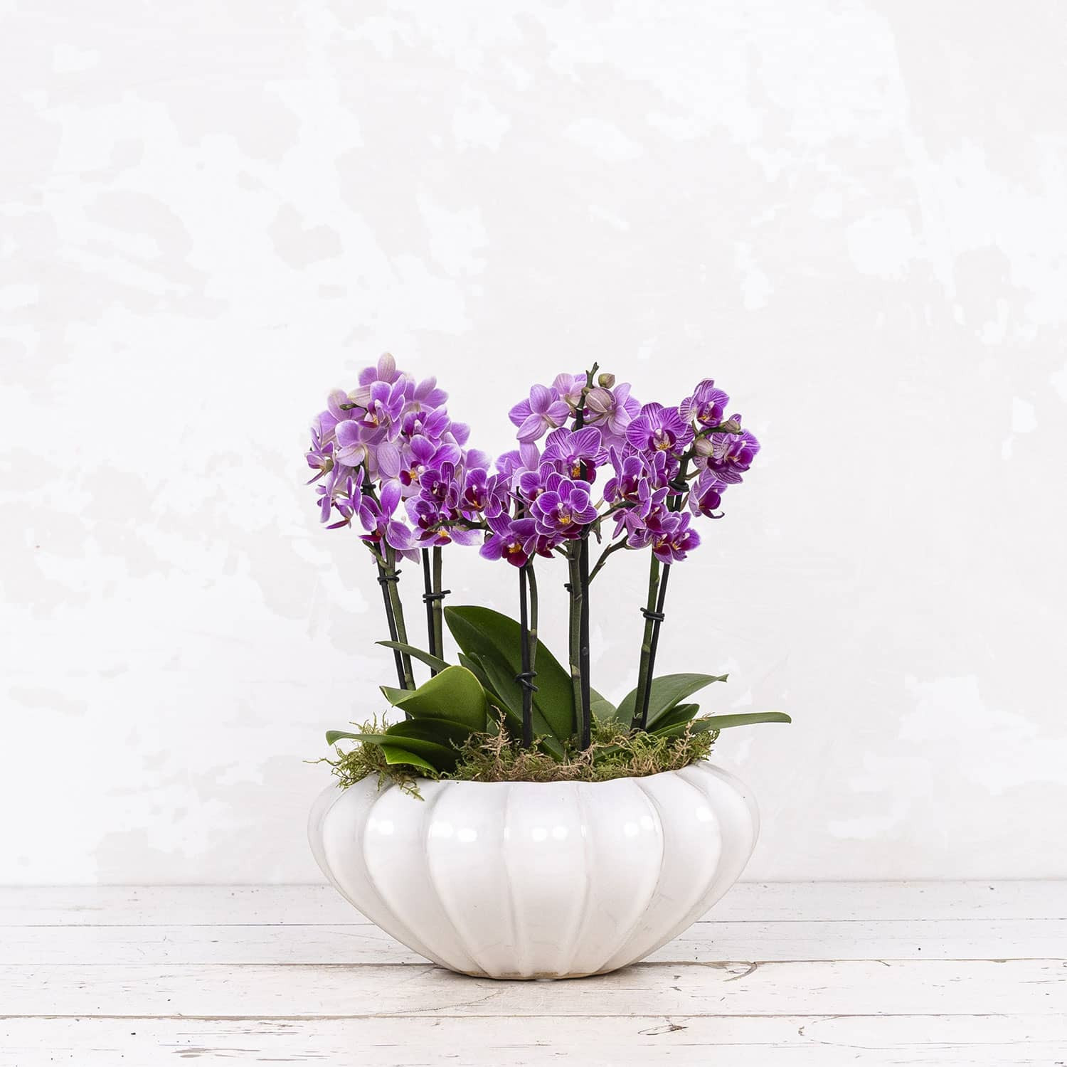 Phalaenopsis Dazzling Bowl Edessa
