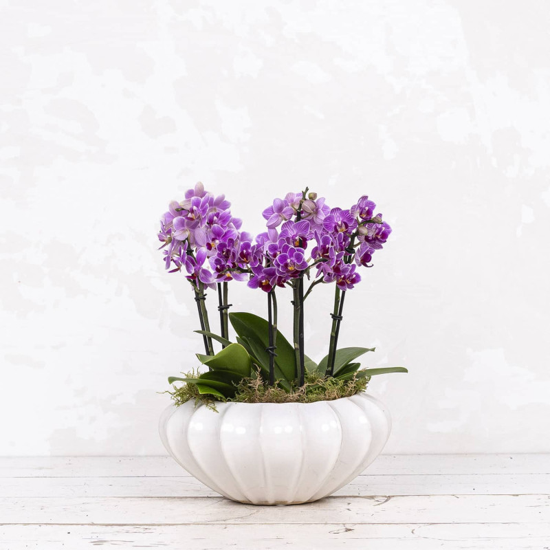 Phalaenopsis Dazzling Bowl Edessa