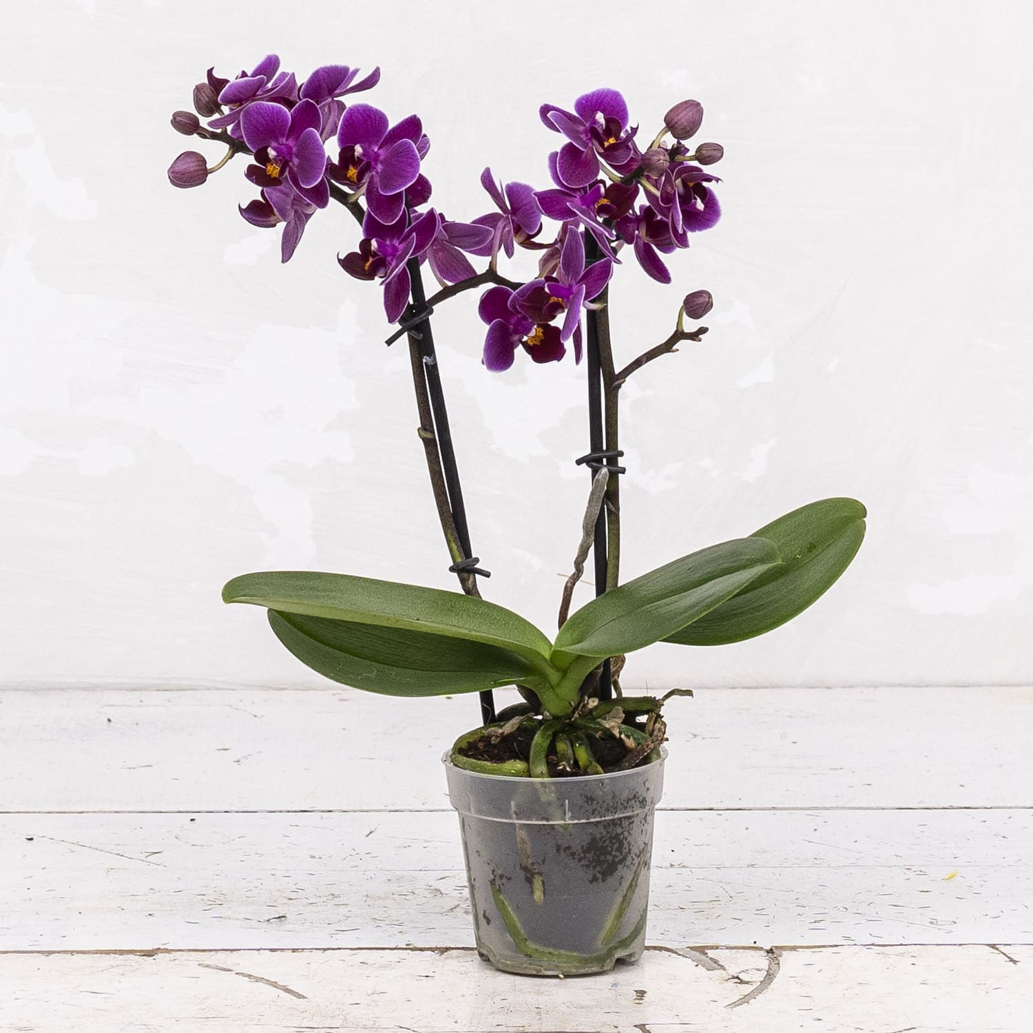 Phalaenopsis Purple Mini