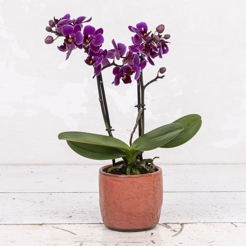 Phalaenopsis Purple Mini Iron Red