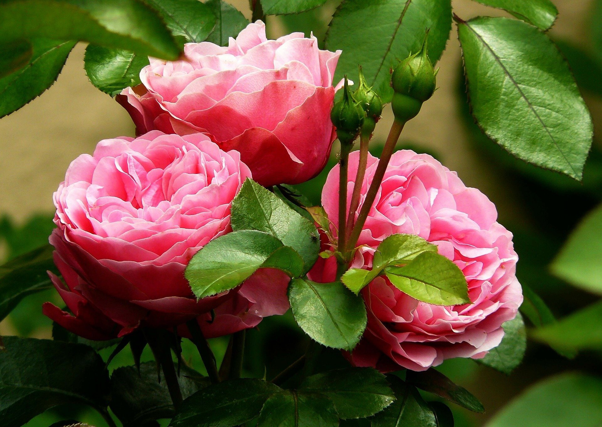 Flores aromáticas - Margarita se llama mi amor