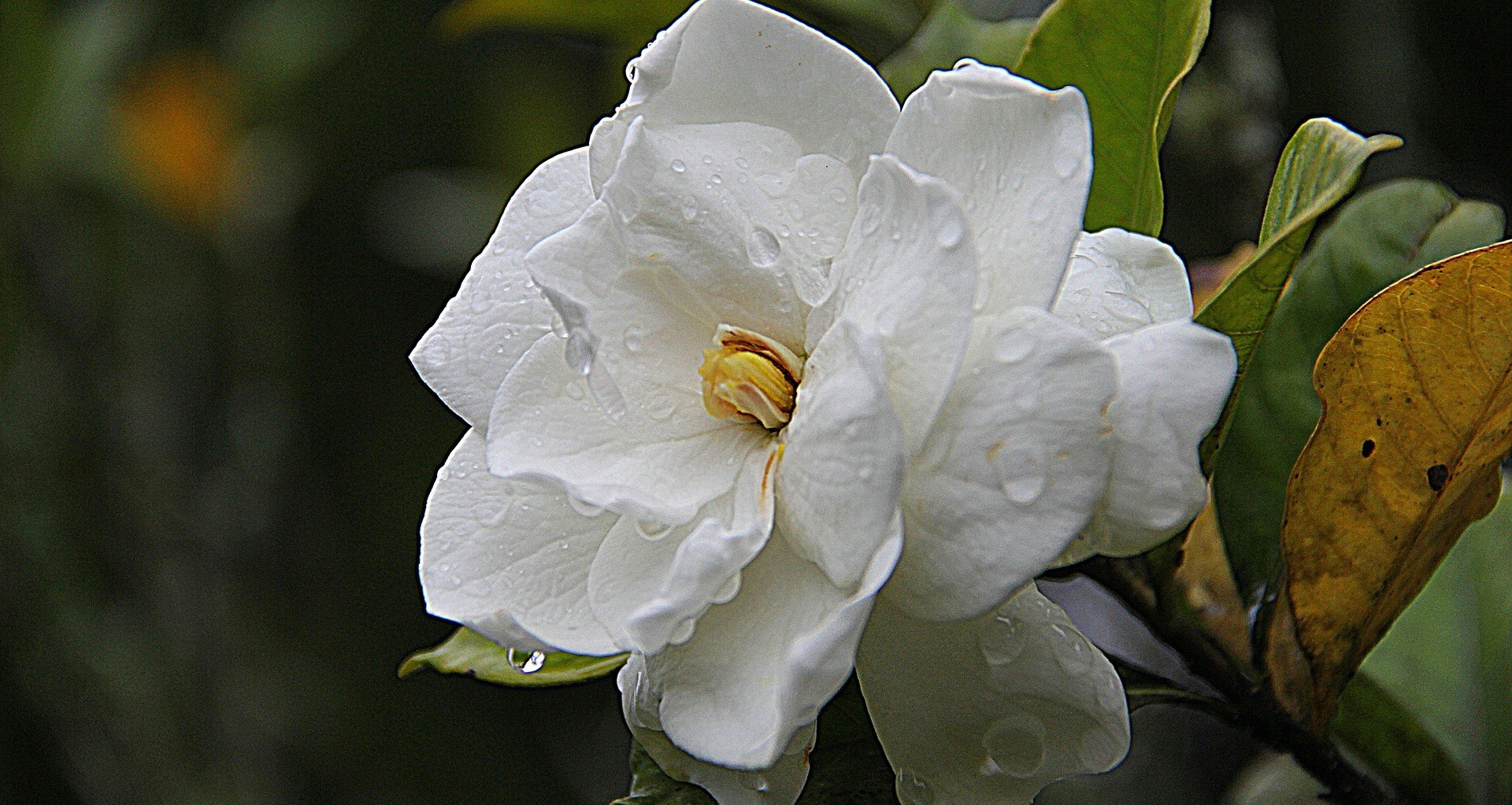 Flores aromáticas - Gardenia - Margarita se llama mi amor