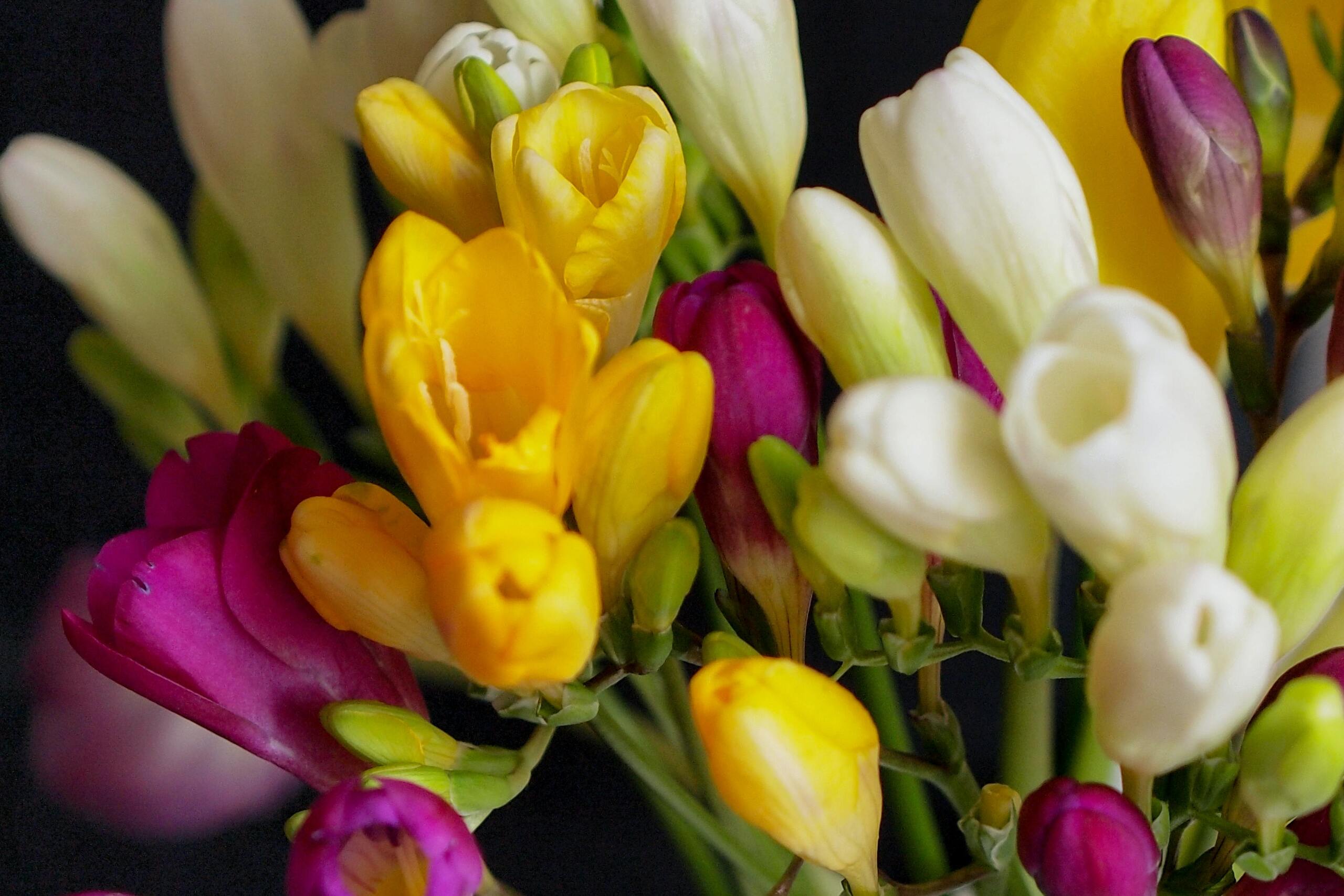 Flores aromáticas - Fresia- Margarita se llama mi amor