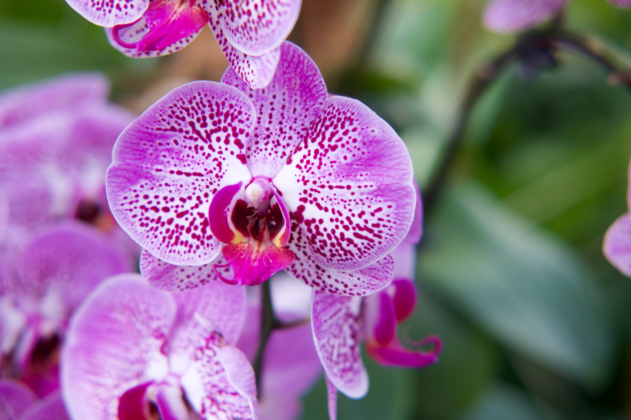 Todo sobre las orquídeas